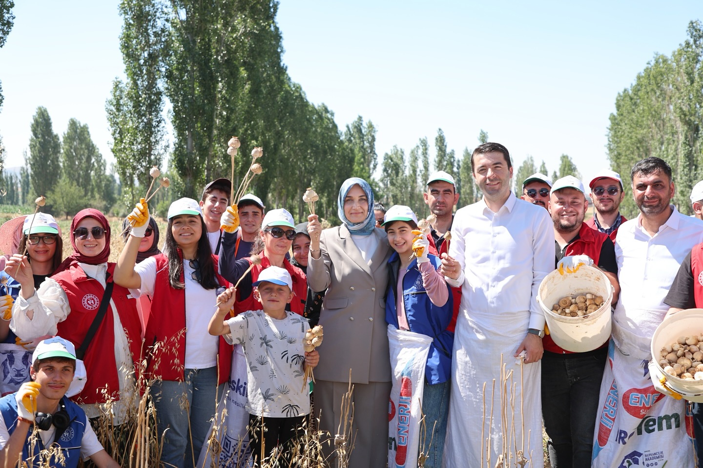 Gönüllü Gençler Tarlada: Afyon’da Haşhaş Hasadına Vali Katkısı!